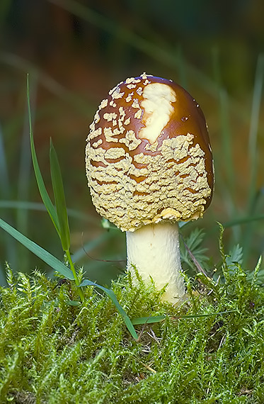 muchotrávka kráľovská Amanita regalis (Fr.) Michael