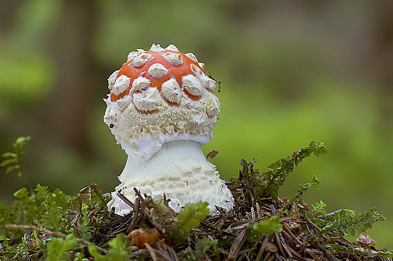 muchomor czerwony Amanita muscaria (L.) Lam.