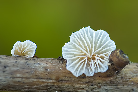 pahliva Crepidotus sp.