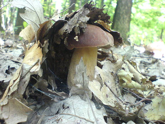 hríb dubový Boletus reticulatus Schaeff.