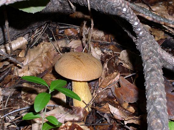 masliak Suillus sp.