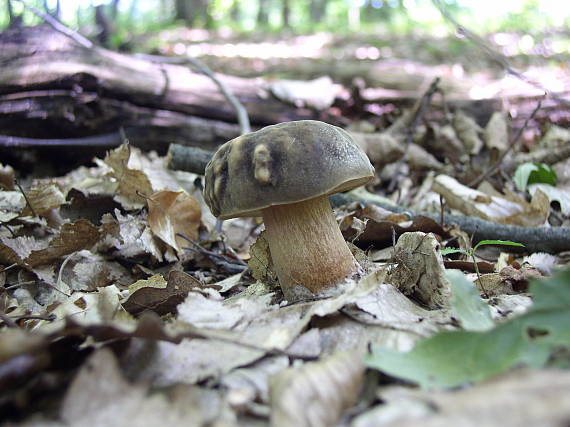 hríb bronzový Boletus aereus Bull. ex Fr.