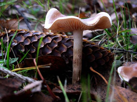 tanečnica poľná Marasmius oreades (Bolton) Fr.