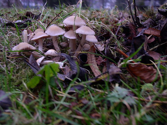 drobuľka Psathyrella sp.