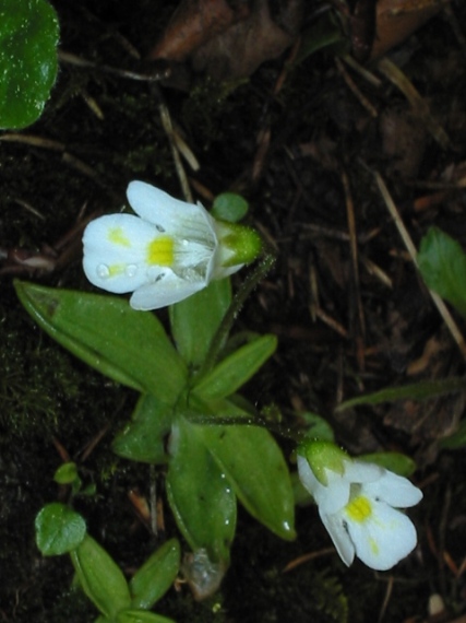 tučnica alpínska Pinguicula alpina L.