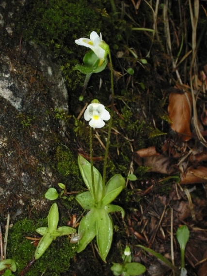 tučnica alpínska Pinguicula alpina L.