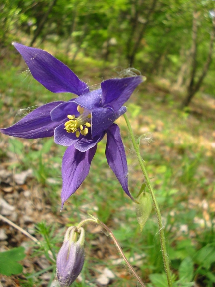 orlíček obyčajný Aquilegia vulgaris L.