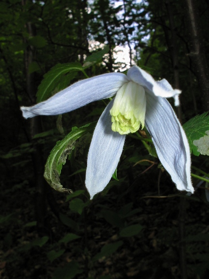 plamienok alpínsky Clematis alpina (L.) Mill.