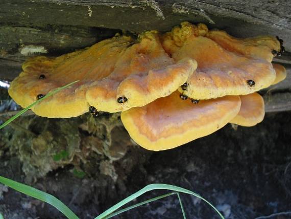 sírovec obyčajný Laetiporus sulphureus (Bull.) Murrill