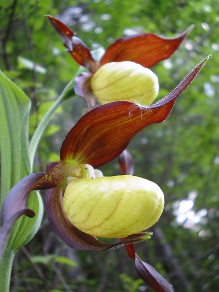 črievičník papučka Cypripedium calceolus L.