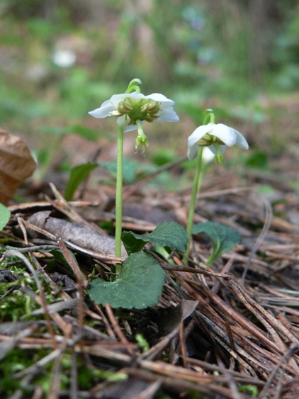 jednokvietok veľkokvetý Moneses uniflora (L.) A. Gray