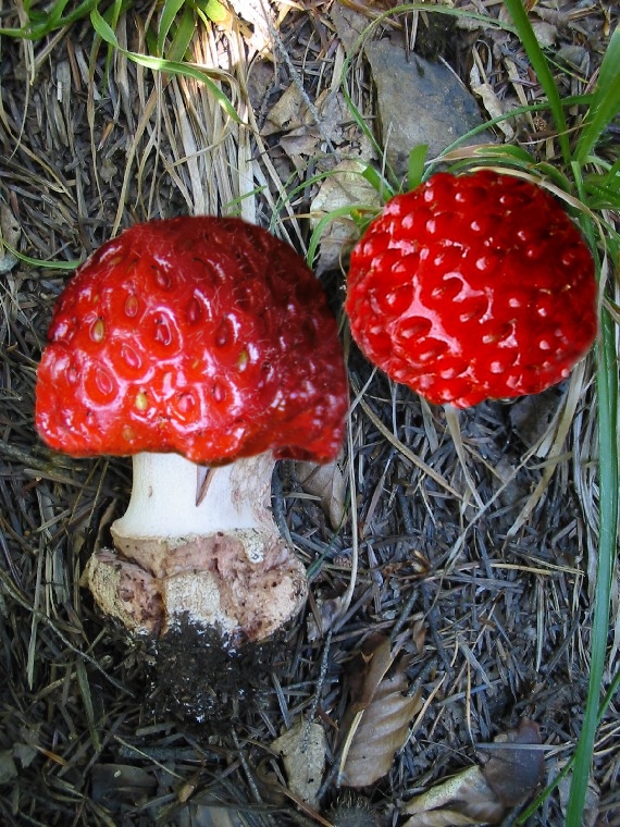 muchotrávka jahodová Amanita jahodita