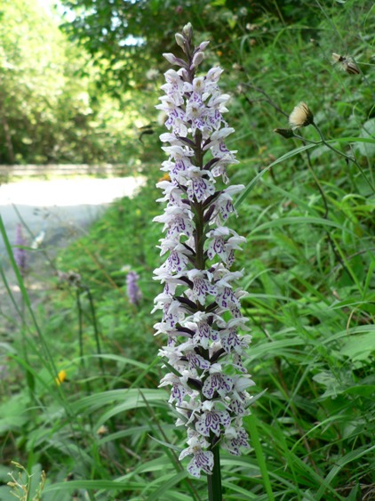 vstavačovec fuchsov pravý Dactylorhiza fuchsii subsp. fuchsii (Druce) Soó