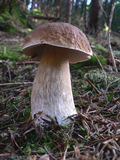 hríb smrekový Boletus edulis Bull.