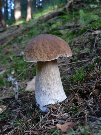 hríb smrekový Boletus edulis Bull.