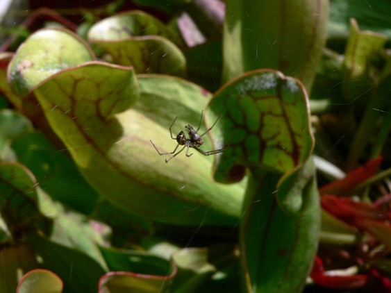 sarracenia purpurea ssp. purpurea