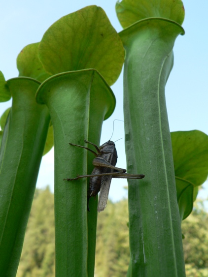 sarracenia flava