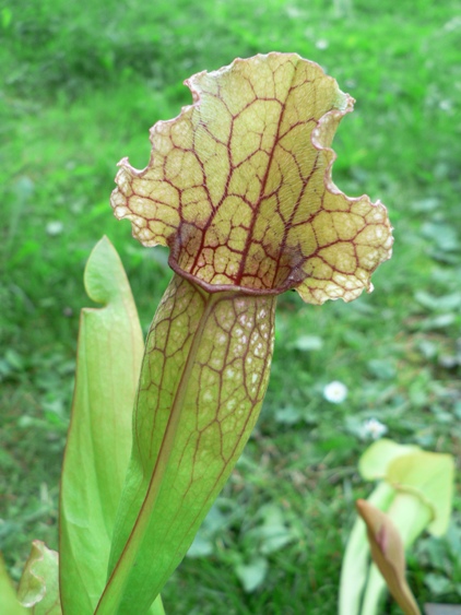 sarracenia x mitcheliana