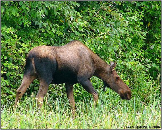 "Na pastve". Alces alces giga