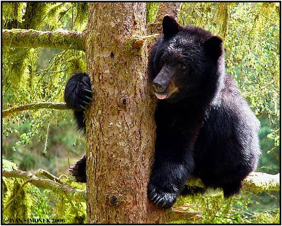 "Radeji se pridrzim..." Ursus americanus