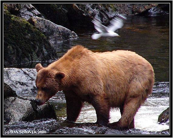 "Pozor vyleti ptacek". Ursus arctos horribilis