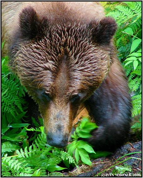 "Tady vladnu ja." Ursus arctos horribilis.