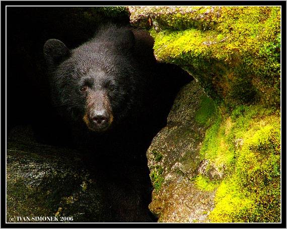 "Cerny poustevnik". Ursus americanus