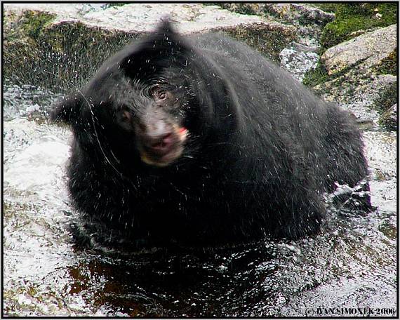 "Nespoustim z tebe oko". Ursus americanus