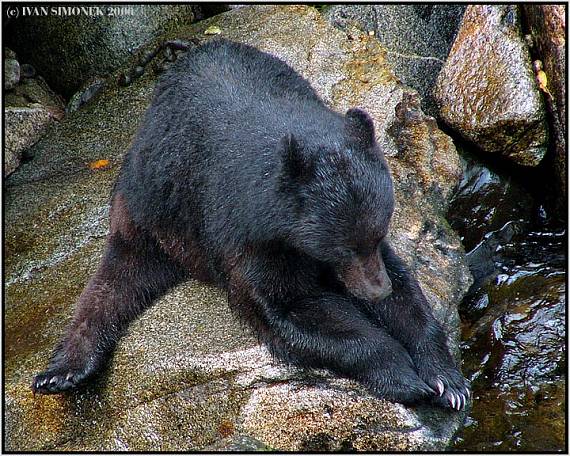 jak sportuji medvedi 1- "Rozcvicka". Ursus americanus.