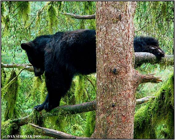 jak sportuji medvedi 2-"Vysoke posilovani". Ursus americanus