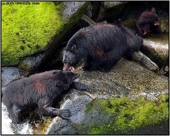 "Rozlobena matka" Ursus americanus