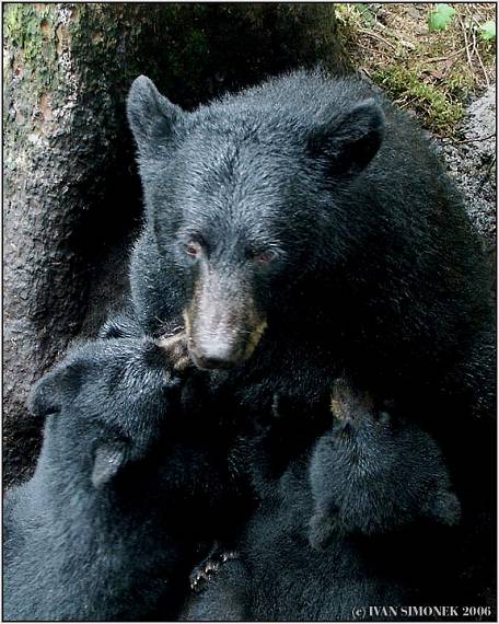 "Zaslouzila matka" Ursus americanus