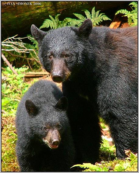 "S maminkou". Ursus americanus