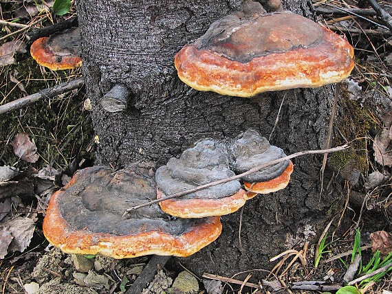 práchnovček pásikavý Fomitopsis pinicola (Sw.) P. Karst.