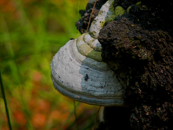 práchnovec kopytovitý Fomes fomentarius (L.) J.J. Kickx