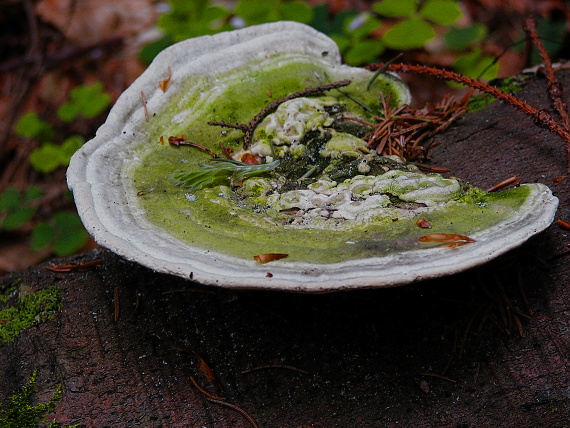 trúdnikovec hrbatý Trametes gibbosa (Pers.) Fr.