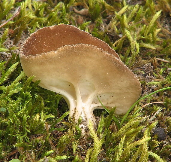 kališnačka obyčajná Helvella acetabulum (L.) Quél.