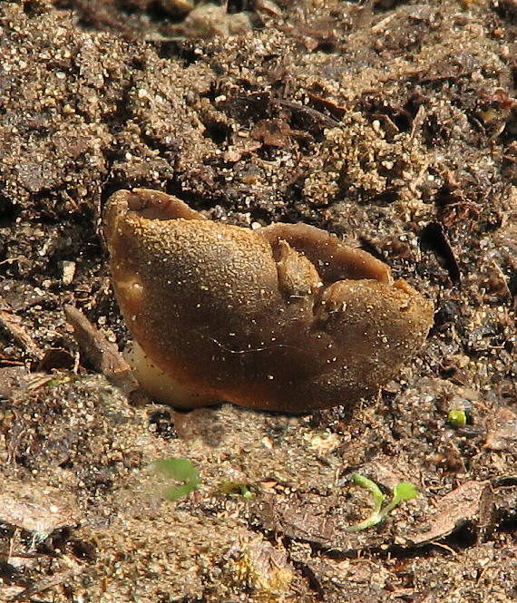 chriapač tmavý Helvella solitaria P. Karst.