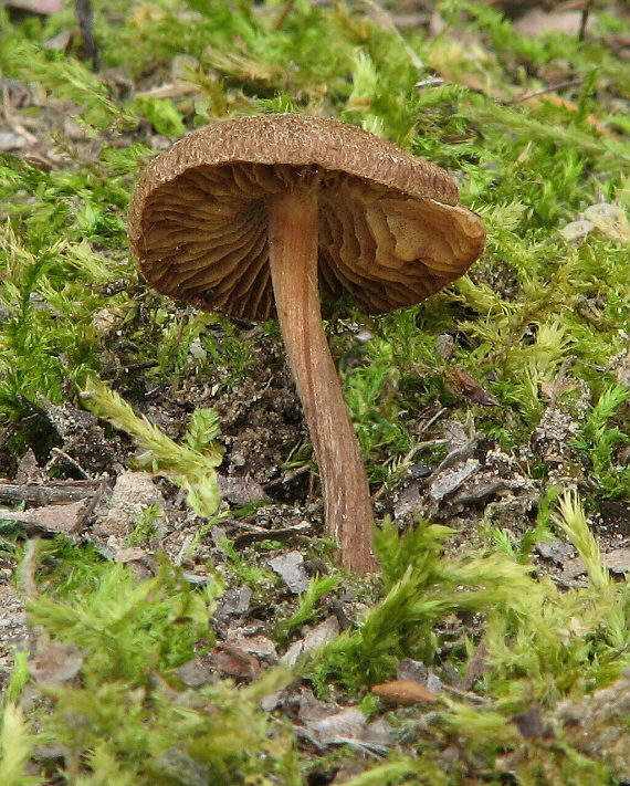 vláknica Inocybe sp.