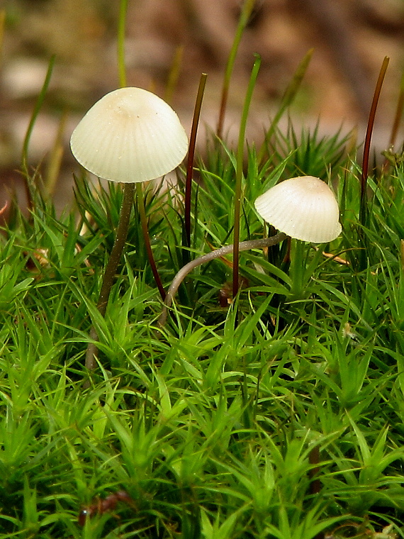 prilbička Mycena sp.