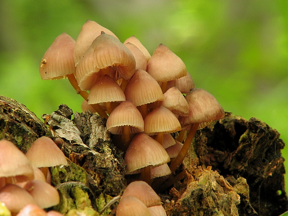 prilbička žltohlúbiková Mycena renati Quél.