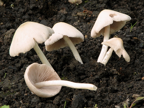 drobuľka Candolleova Psathyrella candolleana (Fr.) Maire