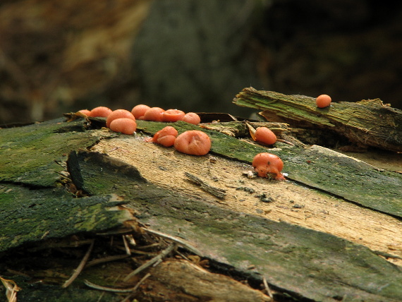 vlčinka červená Lycogala epidendrum (J.C. Buxb. ex L.) Fr.