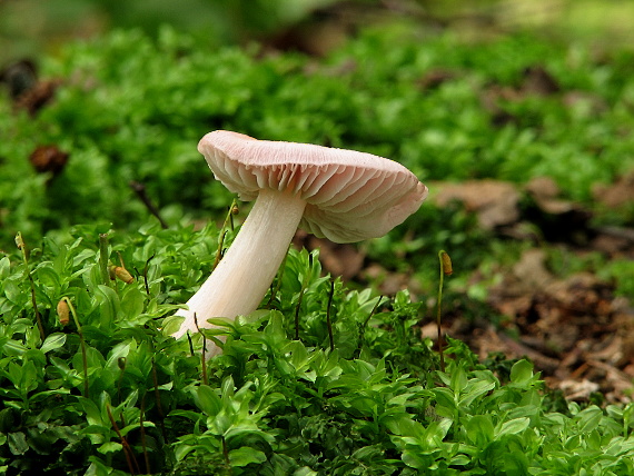 prilbička reďkovková Mycena pura (Pers.) P. Kumm.