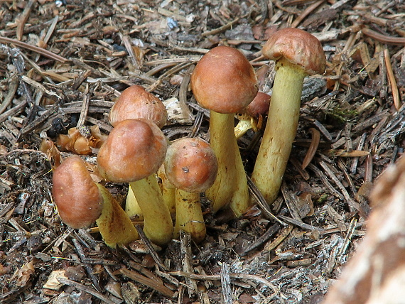 strapcovka tehlovočervená Hypholoma lateritium (Schaeff.) P. Kumm.