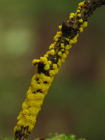 leskloplodka Leocarpus sp.