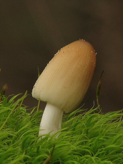 hnojník Coprinus sp.