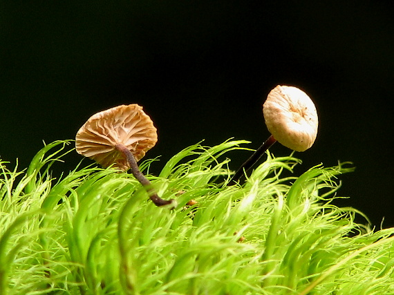 tanečnica čiernohlúbiková Gymnopus androsaceus (L.) Della Maggiora & Trassinelli