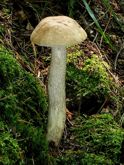 kozák brezový Leccinum scabrum (Bull.) Gray