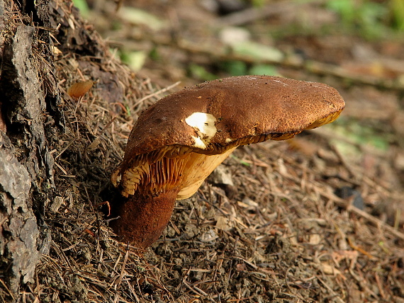 čechračka tmavohlúbiková Tapinella atrotomentosa (Batsch) Šutara